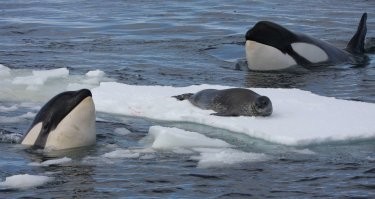 Ну здравствуй.