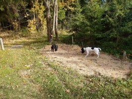 (моя собака)