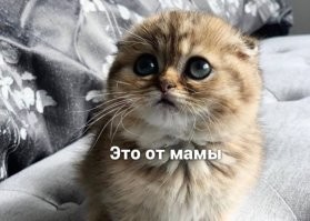 Прикольные и смешные картинки