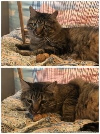 Не знаю как так получилось,вроде сильно не п"здил))),но мой (помесь шотландец-британец) жрёт только у своей миски. Где ни дай-утащит к миске и жрёт там. 
Зато цветы приходится закрывать в период цветения.Аккуратно откусывает цветки и кладёт рядом.Тут п"здюли не помогают.