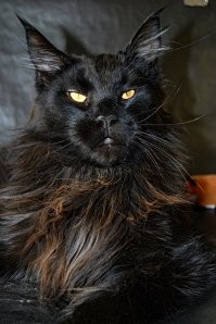 У нас тож живет 1 в 1...