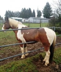 Лень было найти оригинал фото? Без коровы намного смешнее...