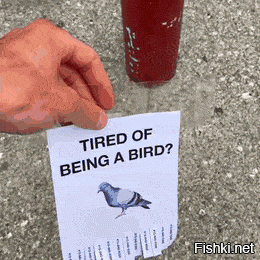Оригинальное объявление для голубей
