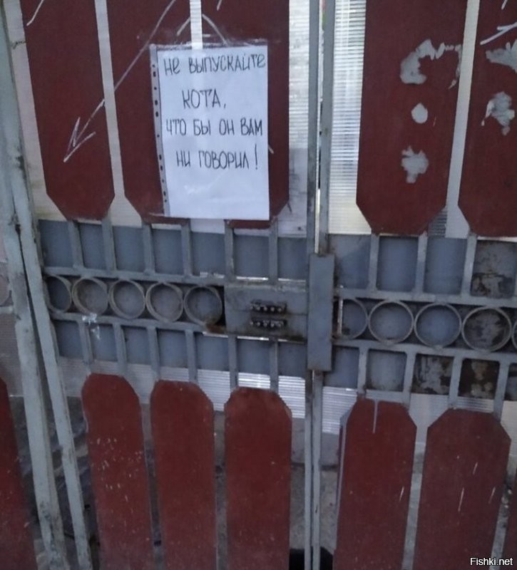 коты эволюционируют.
