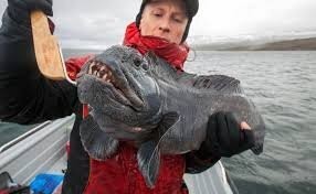 Зубатка
Обычно тоже без головы в магазине
Когда вытаскиваешь из воды челюстью клацает как живой капкан.
Блесну из пасти выудить проблема та ещё