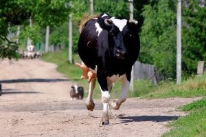 Зато бегать будут медленнее! На поворотах заносить будет!