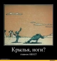 Варан остудил пыл облаявшего его пса