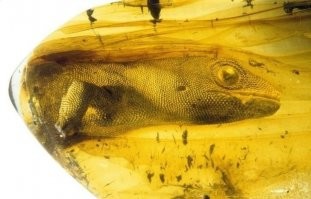 АКУЕТЬ! 

Тут порой забываешь сколько самому стукнуло, а здесь геккон заключённый в янтарь 54 миллиона лет назад . Почему именно 54, а не 37 или 89?