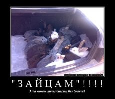 Лишняя деталь: автоледи на СТО заплатила 500 рублей за "демонтаж зайца"