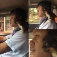 собака-подражака...