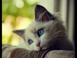 Посмотрите на котика, он имеет отношение к Фургалу такое же, как ваши графики.
Судя по графикам, китайцы богаче живут чем американцы. Источник информации я даже не буду подвергать сомнениям, в интернете врать не могут