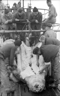 и мишек белых убивали, мерзавцы одним словом