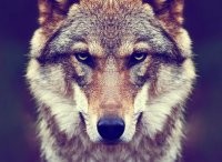 Прикольные и смешные картинки