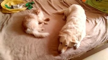 13 лет назад по настоянию дочки достали из помойки плачущего щенка. Ну и куда его девать? Взяли домой. Хороший парень вырос: боялся что лабрадор будет, так похож щенком был. Но обошлось, дворенхуд среднего размера. Три года назад по настоянию жены лазил в дыру подвальную за жалобно мяукающим котёнком. И его в дом. Ну зато обои наконец-то переклеили, ремонт сделали - спасибо говнюшонку. Обоих, что интересно, подобрали 10 ноября! Оба, со слов ветеринаров, сентябрьские. По масти схожи. Судьбы не избежать, как не отнекивайся.