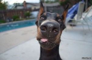 Прикольные и смешные картинки