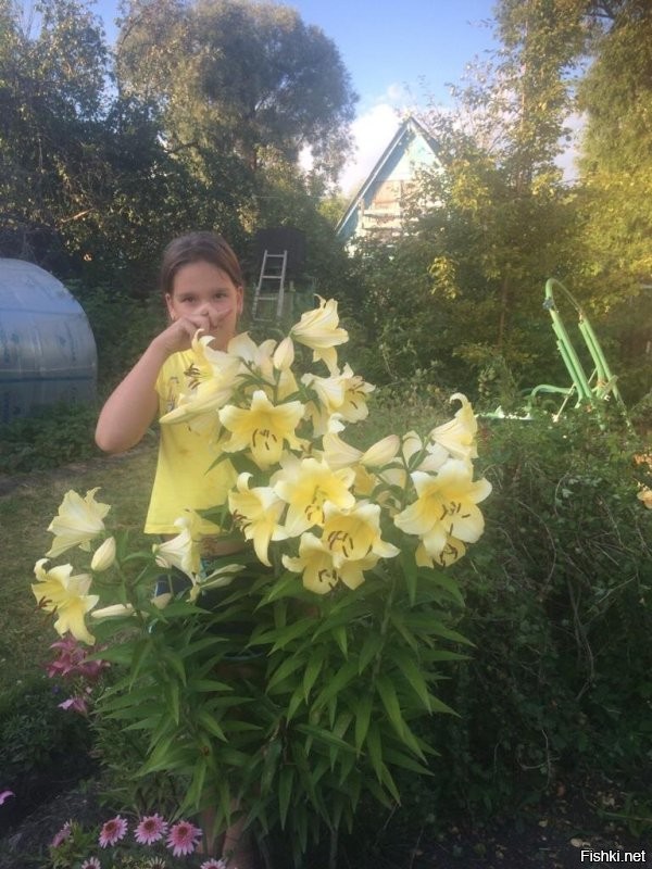 Вот такая красота у соседей