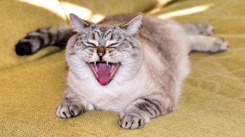 Эх ма , Жалко мое , оруще-поющее чудо в этот перечень не попало ...