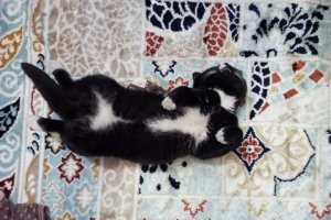 Не, ну шутки шутками, но к нам однажды к дверям подошёл черный котен и нагло проорал, что ему пофигу, что мы думаем, но теперь он будет жить тут! И живёт, до сих пор, чертяка.
