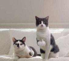 Все семейство кошачьих - 41 вид с фотографиями