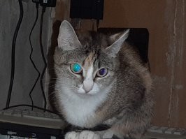 старается :)