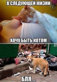 Прикольные и смешные картинки