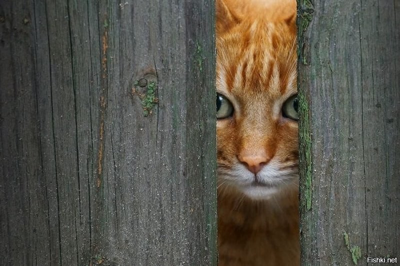 и за ней следила Губчека.