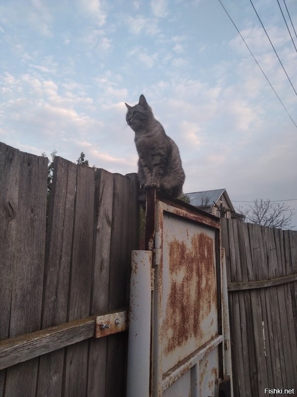 Мне сверху видно всё, ты так и знай.