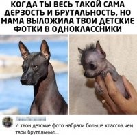 Пантера среди собак