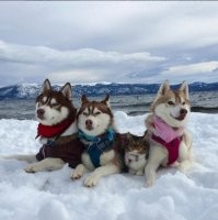а это не те собаки, среди которых кот, который тоже типа лайка?