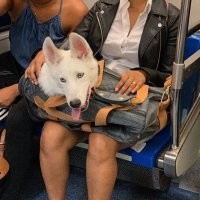 Жителям Нью-Йорка на законодательном уровне запретили провозить в метро собак, которые не помещаются в сумке. С этим законом пришлось смириться владельцам собак всех размеров.
