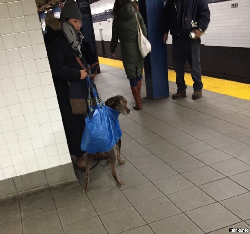 Жителям Нью-Йорка на законодательном уровне запретили провозить в метро собак, которые не помещаются в сумке. С этим законом пришлось смириться владельцам собак всех размеров.