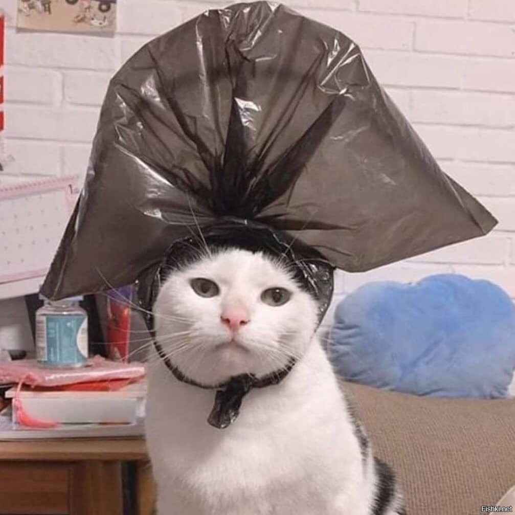 Кот Наполеон пакет на голове