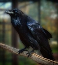 Серая и черная вороны это как бы два разных вида. И там и там есть самцы и самки. Но в народе, да, считается, что черные все мальчики, а серые девочки))))