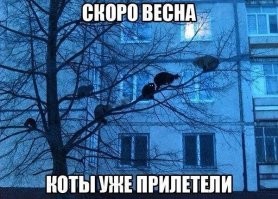 Когда к твоей кошке пришли ухажеры
