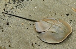 А вот у этой твари кровь на основе меди (голубая) и рот между ног - она вообще не с нашей планеты судя по всему