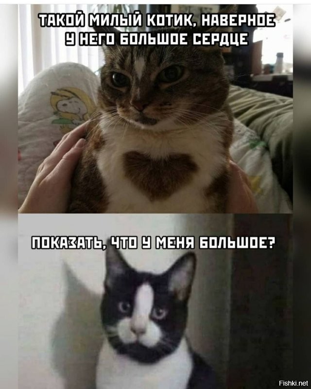Очень "сердечный" кот