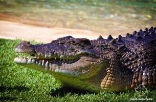 А крокодилы? А акулы где.
Их биологическая "конструкция" изначально оказалась настолько удачной, что уже и не требовала дальнейших улучшений.
Крокодилам около 100 млн лет уже в современном виде.
А вот акулам... ПОЛ МИЛЛИАРДА!