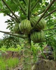 Российские селекционеры вывели первый гипоаллергенный сорт арбуза со странным вкусом