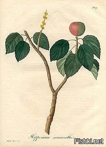 Спиртоносное дерево-Hippomane mancinella. Ботаническая иллюстрация из книги Джозефа Рока Phytographie Medicale. Художник M. Hocquart. Париж, 1821