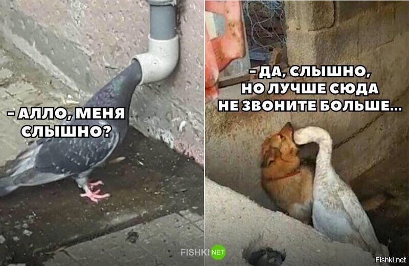 БОяном, нннаа!