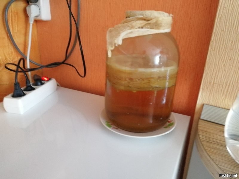 моя комбуча)
