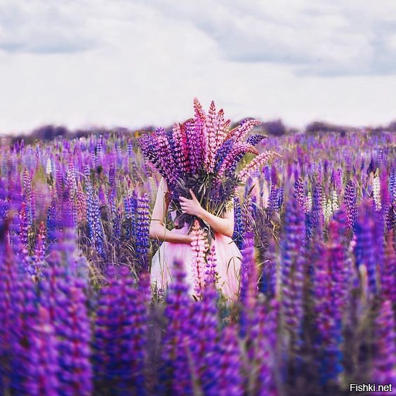 Волчий боб...