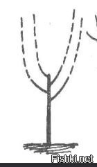 Мутант??? или срезана центральная ветка и пошли боковые-Мичурины были в СССР, а сейчас дилетанты!!!