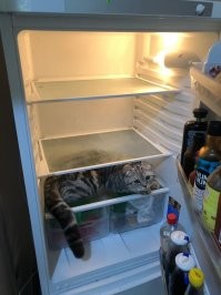 мой обормот