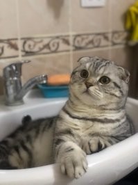 мой обормот