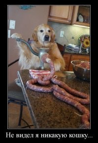 Прикольные и смешные картинки