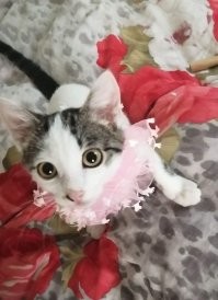 Это мой новый приемыш. Постоянно создает настроение!))