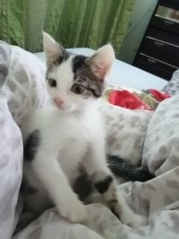 Это мой новый приемыш. Постоянно создает настроение!))