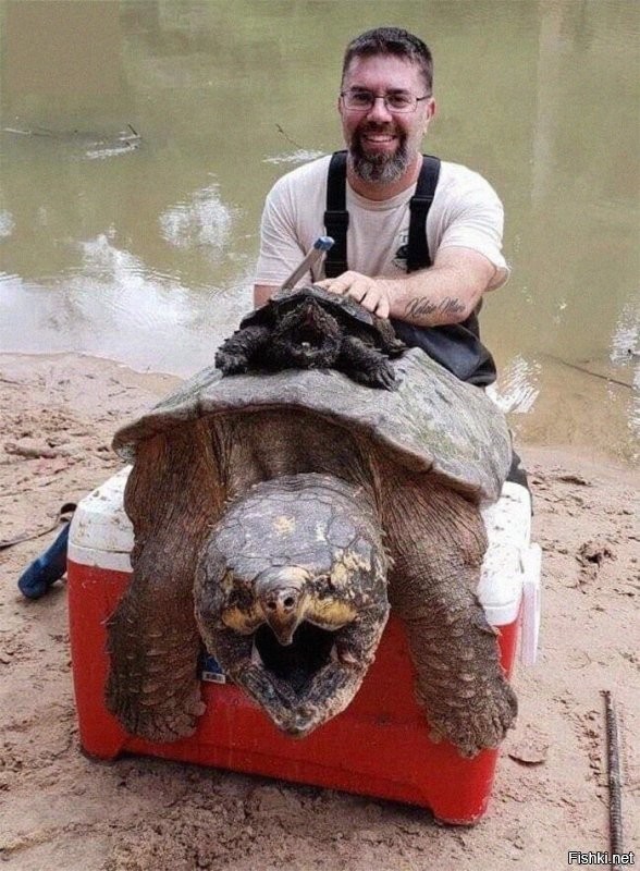 А что это мужик делает с черепахой?
