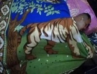 Выражение"Убить тигра" приобрело новое значение